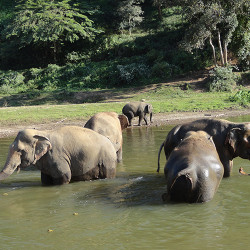 Stomping in the Jungle